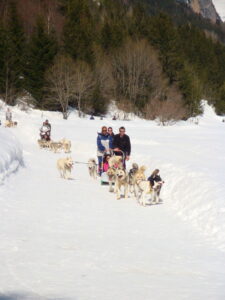 Chien de traineaux