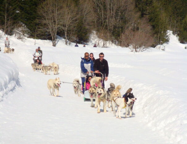 Chien de traineaux