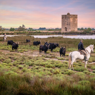 Camargue sud de la France