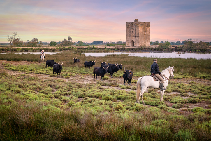 Camargue sud de la France